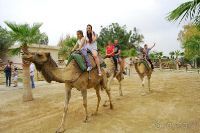 Верблюжья ферма