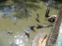 Горячие источники Бинь Чау и Крокодиловая ферма