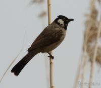 Заповедник Шаумари