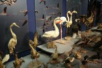 Музей морской жизни в Айя-Напе