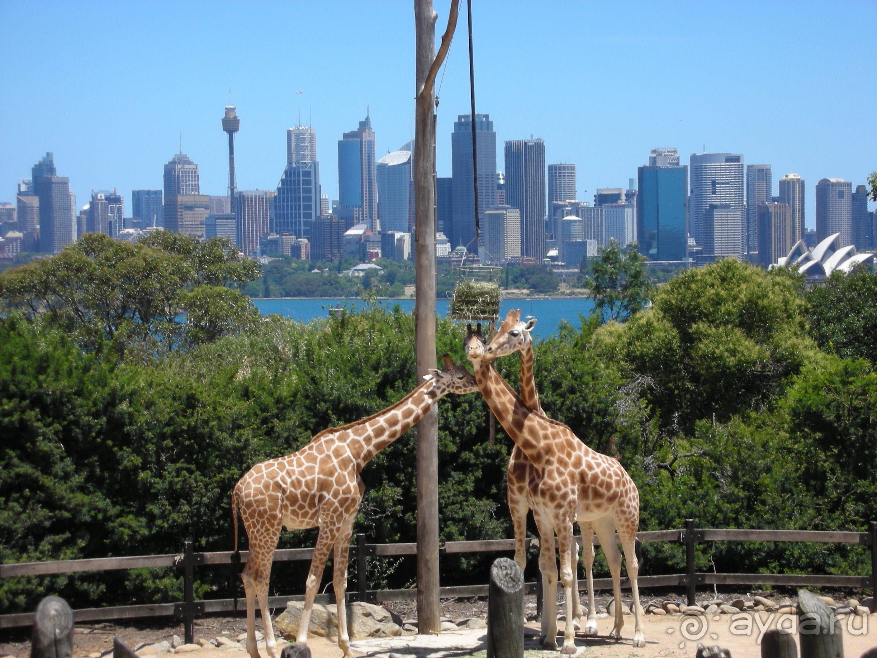 Zoo animals park. Зоопарк Таронга в Австралии. Таронга Сидней Австралия. Taronga зоопарк Сидней. Австралийский зоопарк Сидней.