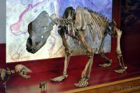 Музей естествознания в Вене