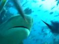 Погружение с акулами